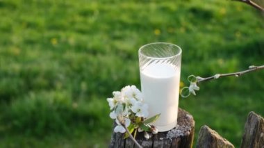 Bir bardak taze süt, dalları açılmamış ağaç tomurcukları arasında eski bir ahşap çitin direğinde duruyor. Erik çiçekleri.. 