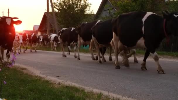 夕日の光の中で村の牛の大規模な群れが牧草地から搾乳に戻って田舎を歩いています — ストック動画