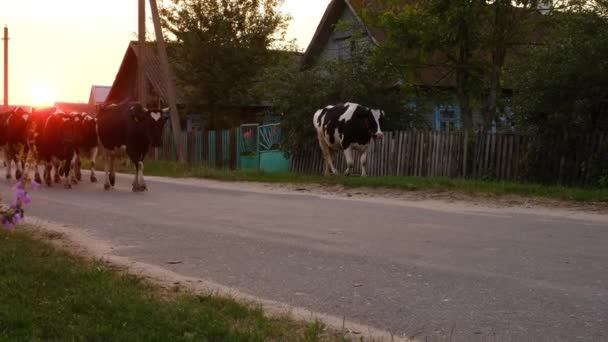Herd Rural Cows Returns Pasture Late Evening Dusk Village Paved — Stock Video