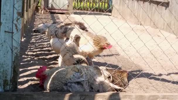 수탉은 먹이를 파묻는다 나무로 닭장에 농장에서 새끼를 — 비디오
