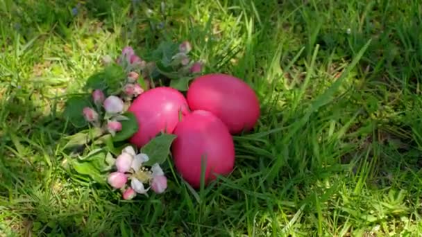 Τρία Ροζ Πασχαλινά Αυγά Κείτονται Στο Γρασίδι Δίπλα Ανθισμένο Κλαδί — Αρχείο Βίντεο
