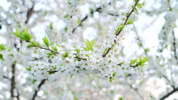 Jarní Kvetoucí Období Ovocných Stromů Kvetoucí Švestkové Větve — Stock video