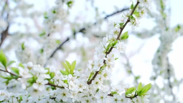 Kwitnąca Śliwka Przeciw Jasnemu Błękitnemu Niebu Gałęzie Białymi Kwiatami Kołyszą — Wideo stockowe