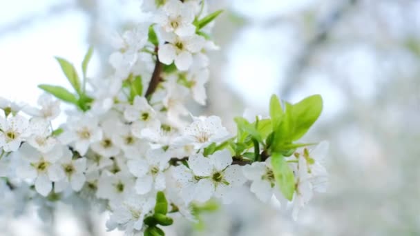 近くに咲く梅の木の枝 木の開花期 — ストック動画