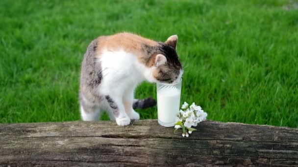 猫はすぐに倒れた木の古い壊れた太い幹の上に立っているガラスから新鮮な牛乳を積層します 野良動物に餌をやる — ストック動画