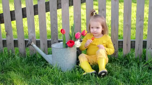 ゴムブーツの赤ちゃんの女の子は春の花のチューリップの花束の横にある古い木製の柵で座っていると甘いロリポップを食べている お菓子やお菓子は子供の健康や歯に有害です — ストック動画