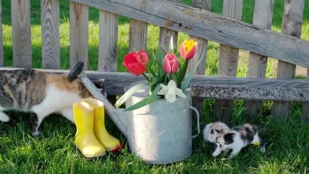 母猫は小規模な子猫の呼び出しに来る 長い木製のフェンスの下に花やゴム製のブーツと古い散水缶が立っています — ストック動画