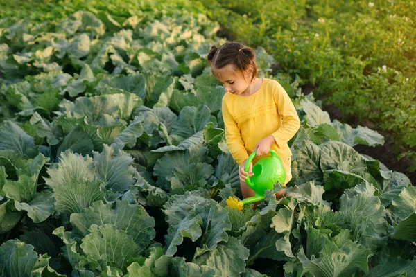 Девушка Помогает Растениям Высохнуть Поливая Молодые Капустные Саженцы Огороде Кухне — стоковое фото