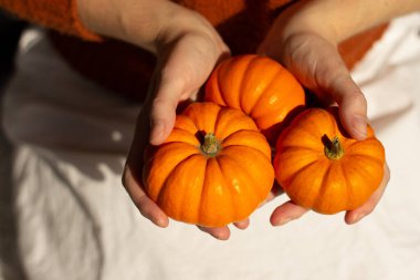 Küçük turuncu cadılar bayramı balkabakları kahverengi kazak ve beyaz etekle kız gibi ellerde