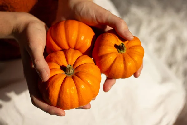 Little Orange Halloween Pumpkins Girlish Hands Brown Sweater White Skirt — Stock Photo, Image