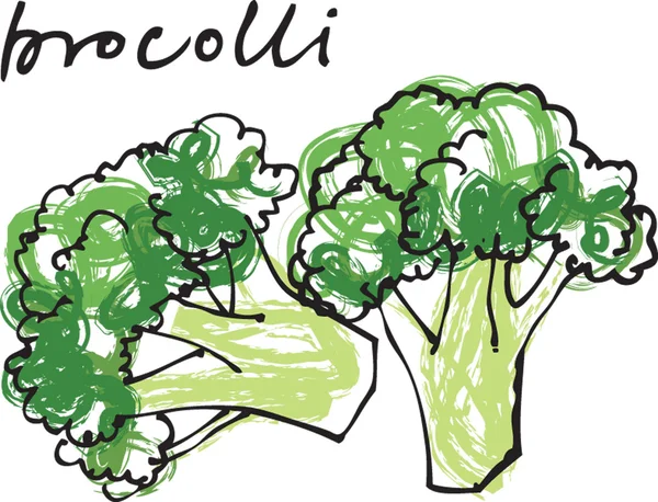 Verse broccoli — Stockvector