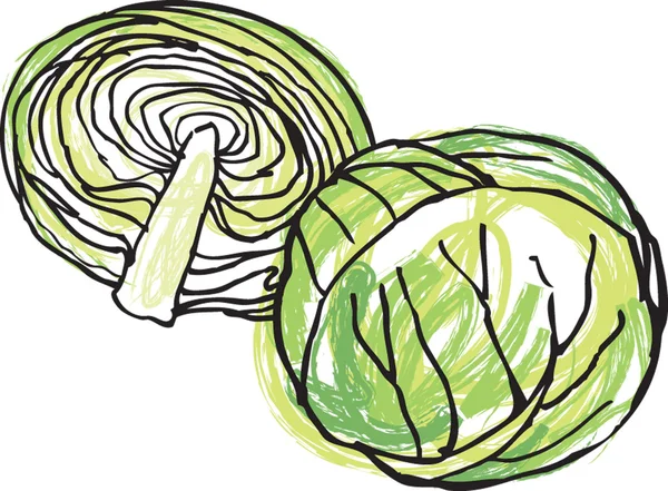 Fresh whole & half cabbage head — Stock Vector