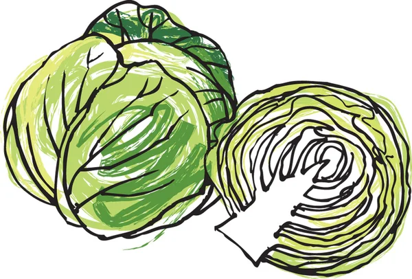 Fresh whole & half cabbage head — Stock Vector