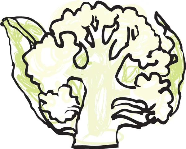 Fresh cauliflower head — Stock Vector