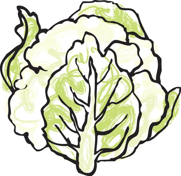 Cabeza de coliflor fresca — Vector de stock