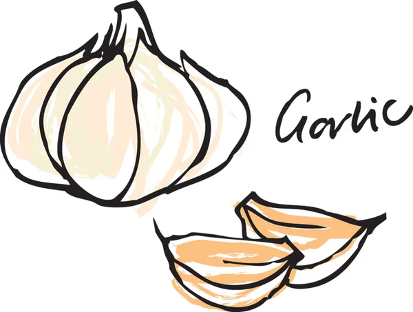 Garlic bulb &amp; cloves — Stock Vector