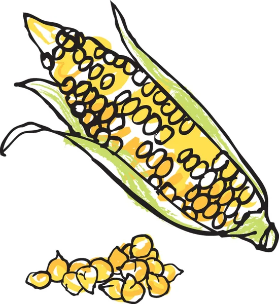 Illustratie van verse maïs & kernels — Stockvector