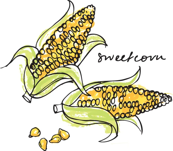 Illustration von frischem Mais & Körnern — Stockvektor