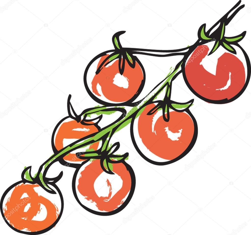 Cherry tomato — Stock Vector © OMW 47813479