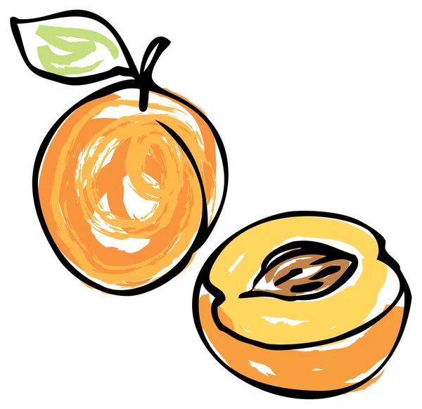 Whole and half apricot — Stock Vector