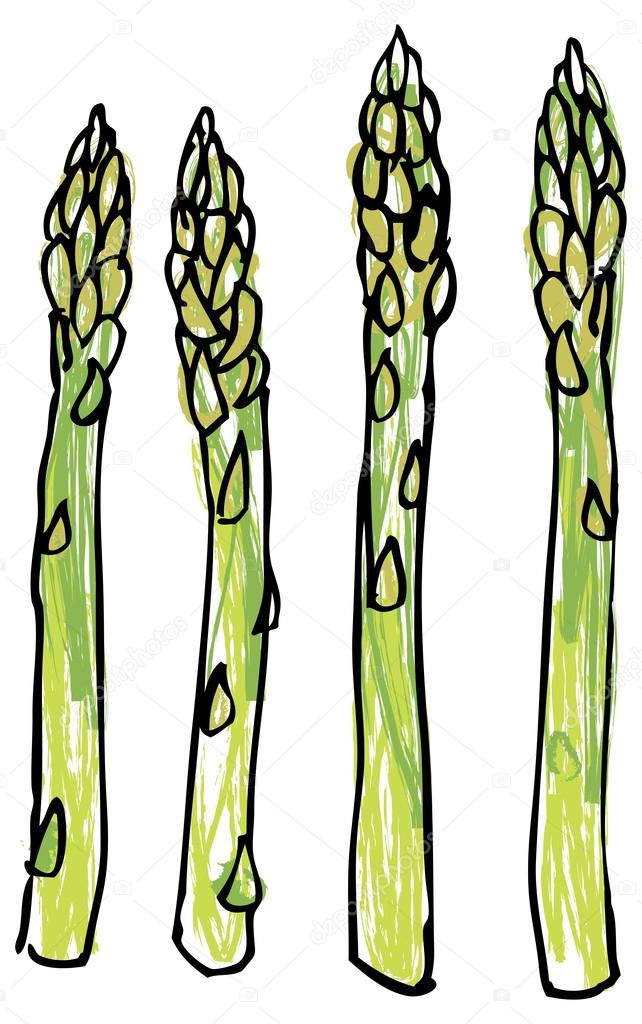 Asparagus stems Stock Vector Image by ©OMW 48659275