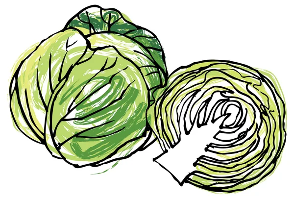Fresh whole & half cabbage — Stock Vector