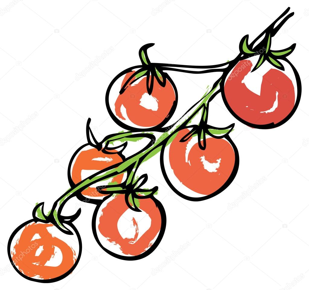 체리 토마토 — 스톡 벡터 © OMW 48661869