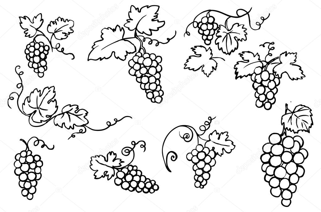 Grappe De Raisin Images Vectorielles Grappe De Raisin Vecteurs Libres De Droits Depositphotos