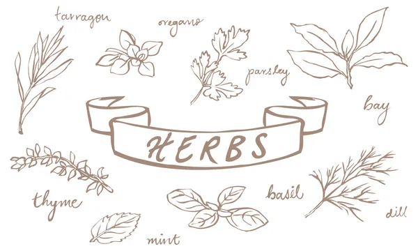 Fresh herbs — Stock Vector