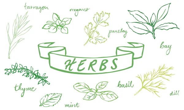 Fresh herbs — Stock Vector