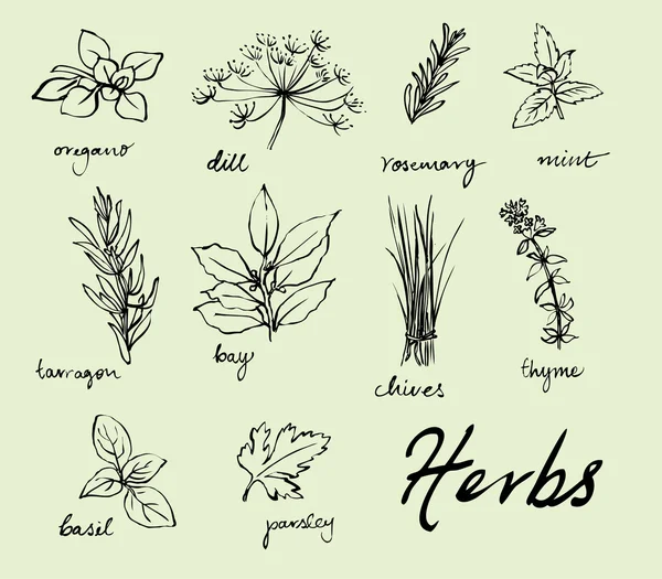 Herbes fraîches — Image vectorielle