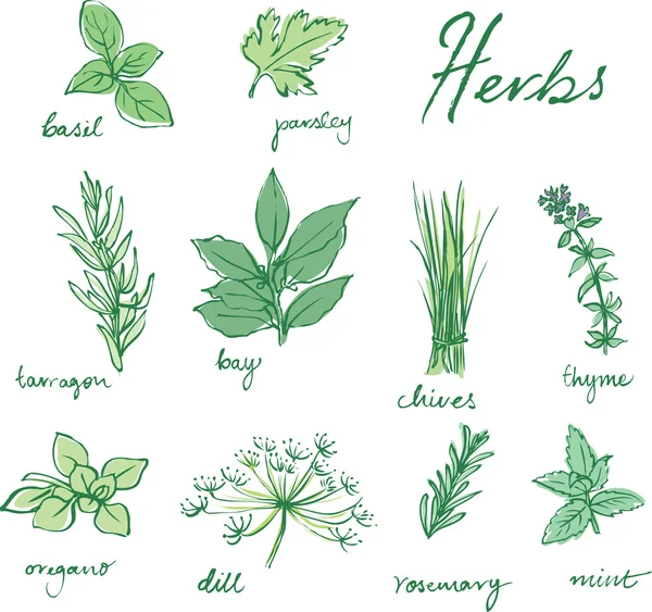 Fresh herbs — Stock Vector