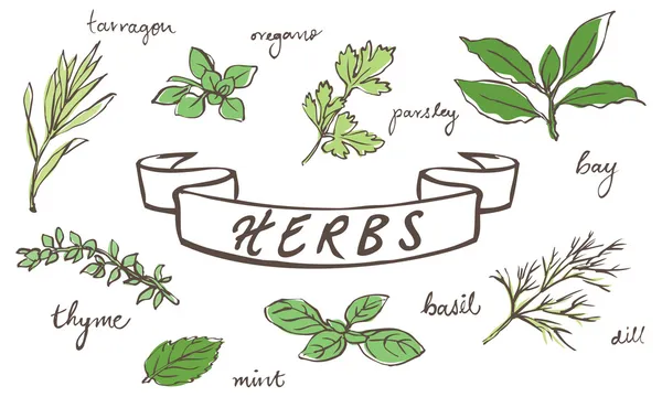 Frische Kräuter — Stockvektor