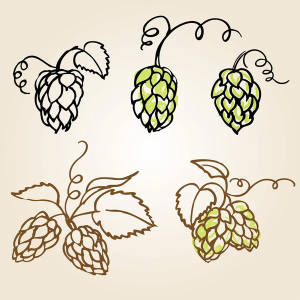 şerbetçiotu illüstrasyon