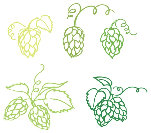 Hopfen als Illustration — Stockvektor