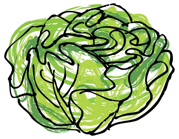 Fresh cabbage head — Stock Vector