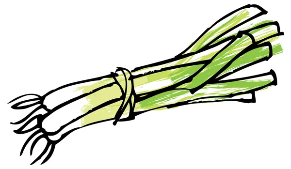 Fresh spring onions — Stock Vector