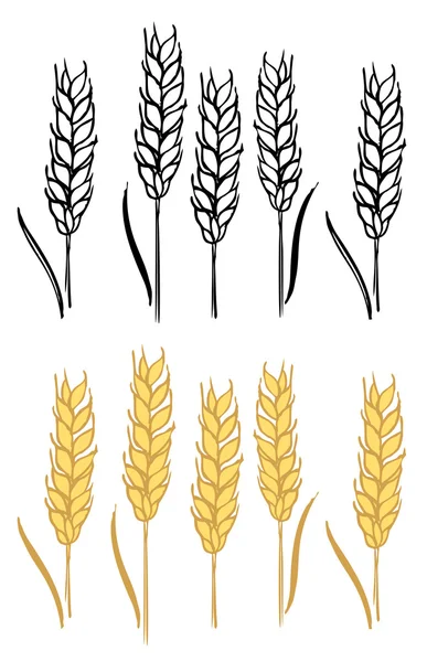 Weizengerste Ähren — Stockvektor