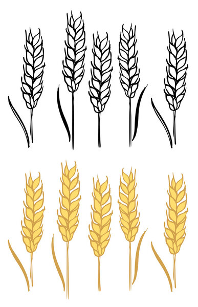 Wheat barley ears