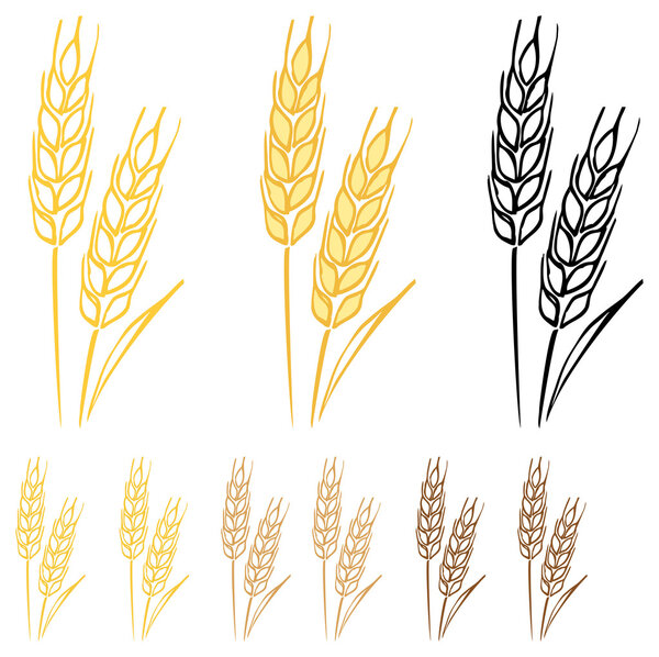 Wheat barley ears
