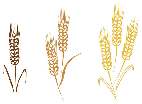 Weizengerste Ähren — Stockvektor