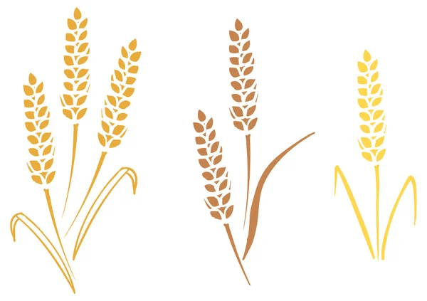 Пшеница и ржи — стоковый вектор