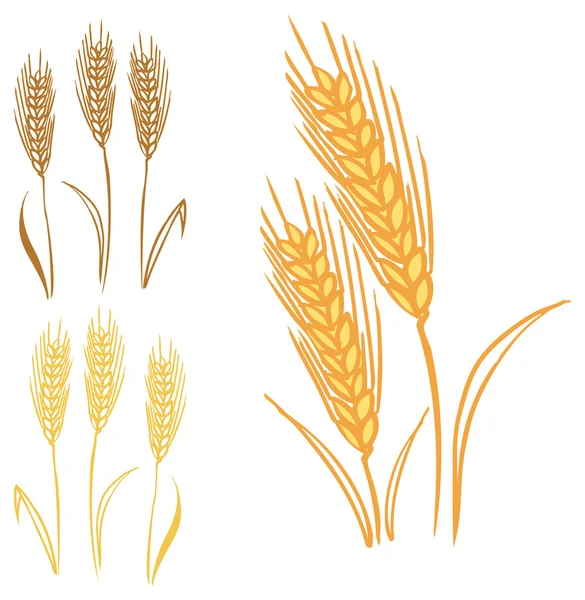 Orejas de trigo y centeno — Vector de stock