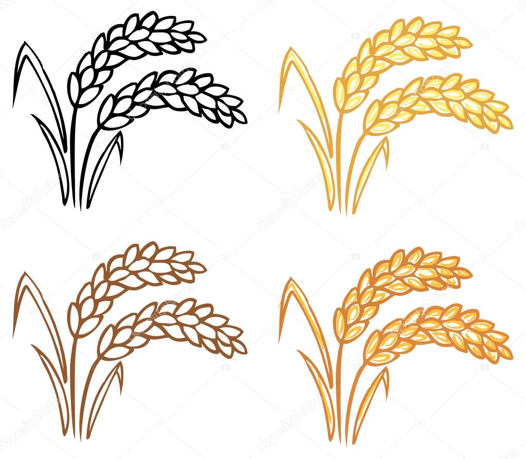 Wheat barley ears