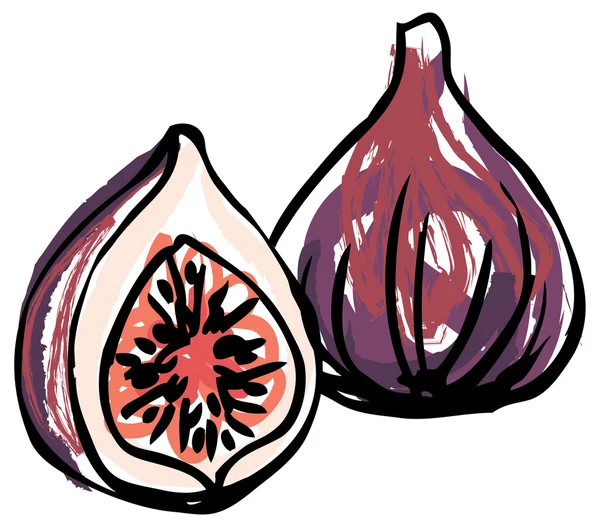 Fig fruit — Stock Vector