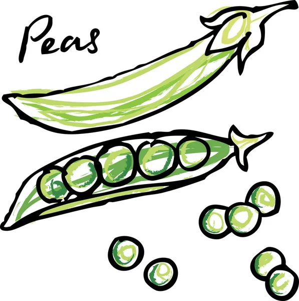 Fresh peas and pods — Stock Vector