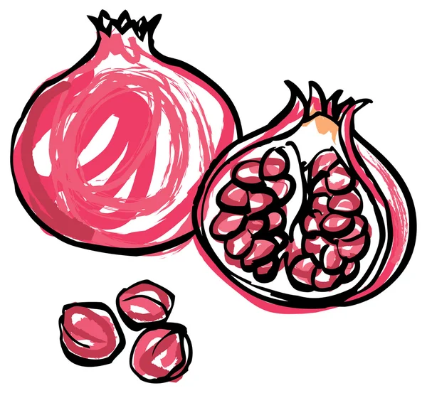 Whole and half pomegranates — Stock Vector