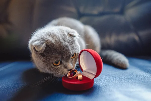 可愛いですグレー子猫見ます二つの金の結婚指輪でA赤ボックス — ストック写真