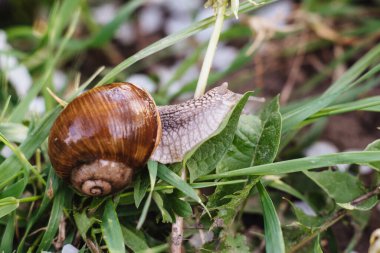 Helix pomatia ayrıca Roma salyangozu, Burgundy salyangozu, yenilebilir salyangoz veya salyangoz. Salyangoz Muller ıslak yapraklarda süzülüyor. Kahverengi çizgili kabuklu büyük beyaz yumuşakça salyangoz, sebzeler üzerinde sürünüyor..