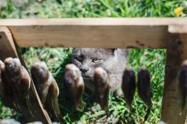 Hungry cat looking at a fish hanging on a rope. Gray cat (British shorthair) with green eyes, hunts for fish that is dried outdoors.